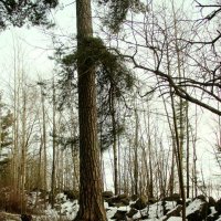 Зеленогорск :: Наталья Герасимова