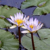 Кувшинка звёздчатая. :: Alexander Amromin