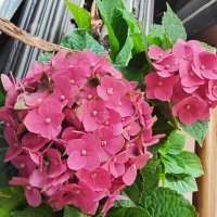 Яркий цвет :: Дмитрий Никитин