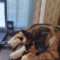 Уныние, переходящее в сон... :: Наталья 