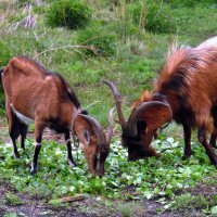 Угощайся ,дорогая, сам нарвал. :: nadyasilyuk Вознюк