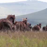 Бегущие по ветру :: Марина Фомина.