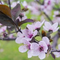 Весеннее   цветение :: Валентин Семчишин