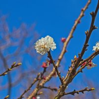 Миндаль 3 :: Giant Tao /