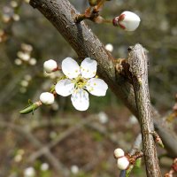 Первое цветение..... :: Галина 