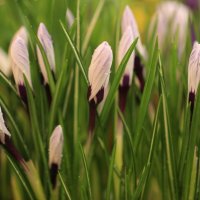 Крокусы :: ZNatasha -