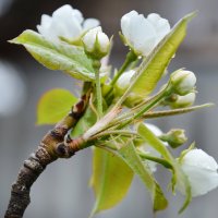 Дождик... :: Надежда Куркина