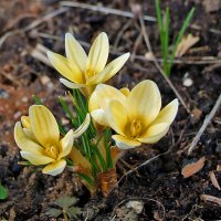 Вестники весны :: Светлана 