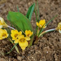 Вестники весны :: Светлана 