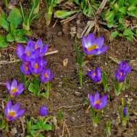 Вестники весны :: Светлана 