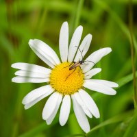 Жук-усач Лептура черноногая на ромашке... :: Николай Гирш