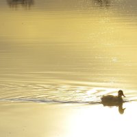 На озере :: Сергей Швечков