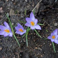 "... и снова Весна" :: zavitok *