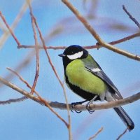 Радуется весне :: Людмила Смородинская