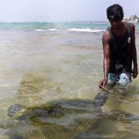 Черепаха решила подкрепиться перед кладкой :: Галина Ильясова