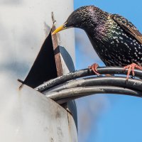 "Умный дом"? :: Владимир Безбородов