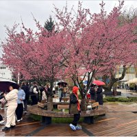 Красота в дождливый день. :: Валерия Комова