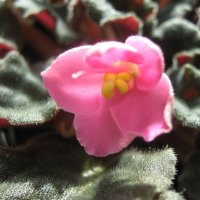 Первая в этом году :: Елена Семигина Первая в этом году :: Елена Семигина