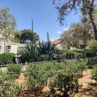 Агава вот - вот зацветает! :: Светлана Хращевская Агава вот - вот зацветает! :: Светлана Хращевская