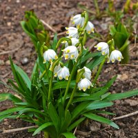 Белоцветник весенний :: Светлана 
