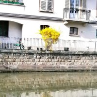 Весна..... :: Алёна Савина Весна..... :: Алёна Савина