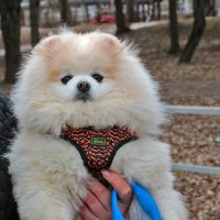 Пушистая прелесть :: Светлана 