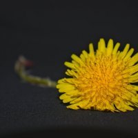 Одуванчик полевой :: Giant Tao /