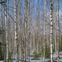 Весна :: Сергей Ц