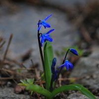 Пролески :: Ninell Nikitina Пролески :: Ninell Nikitina