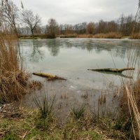 На пруду... :: Николай Гирш На пруду... :: Николай Гирш