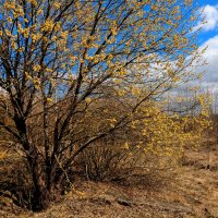 природа конца марта 2 :: Александр Прокудин природа конца марта 2 :: Александр Прокудин