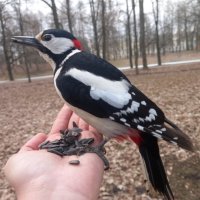 Дятел :: Сапсан 