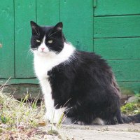 Наблюдатель :: Людмила Смородинская Наблюдатель :: Людмила Смородинская