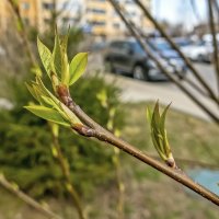 Весна в городе :: Валерий Иванович