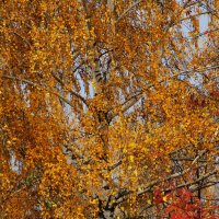 прекрасная осень :: Елена Шаламова