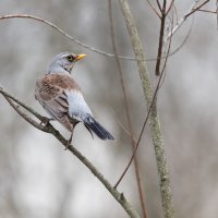 Дрозд. :: Владимир Безбородов Дрозд. :: Владимир Безбородов