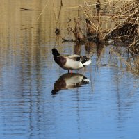весна.селезень :: ИННА ПОРОХОВА весна.селезень :: ИННА ПОРОХОВА