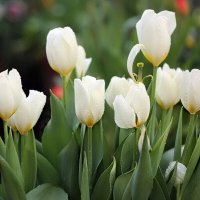 Белая красота :: ZNatasha -