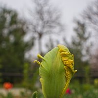 тюльпан :: Giant Tao /