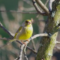 Зеленушка - вечером на дубе :) :: Юрий Куликов Зеленушка - вечером на дубе :) :: Юрий Куликов