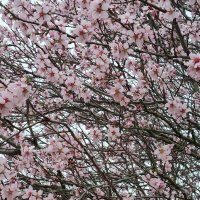 Буйное цветение :: Наталья 