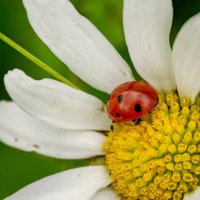 Божья коровка на ромашке... :: Николай Гирш