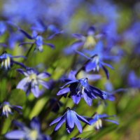 Видом не обманчивы...простотой заманчивы.. :: Татьян@ Ивановна