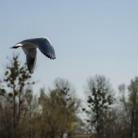 Всё выше и выше... :: Елена Пономарева