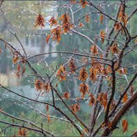 Дождливый день :: Наталья Rosenwasser