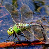 немного про стрекоз 4 :: Александр Прокудин немного про стрекоз 4 :: Александр Прокудин