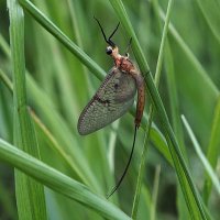 ** :: Зоя Мишина