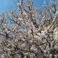 Ростовская весна... :: Нина Бутко Ростовская весна... :: Нина Бутко