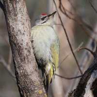 * Седой дятел * :: Владилен Панченко * Седой дятел * :: Владилен Панченко
