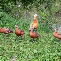 Огарь со своим потомством :: Игорь Сарапулов